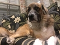 DogsSelfies_9-2017 (8)
